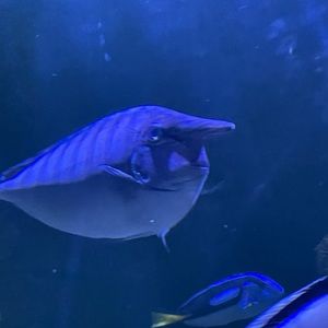 Meet your Posher, Angelina